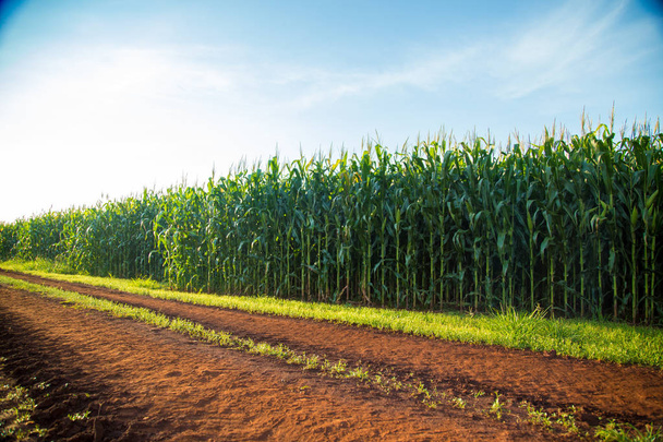 Maïs plantage veld boerderij  - Foto, afbeelding