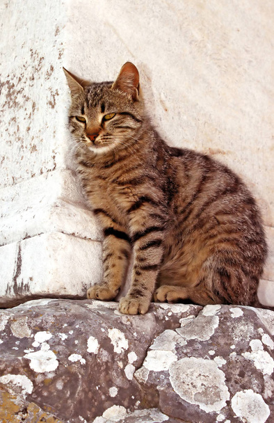 Cat on Ephesus ruins. Ancient Greek city on the coast of Ionia near Selcuk. Izmir province. Turkey. Asia Minor - Photo, Image