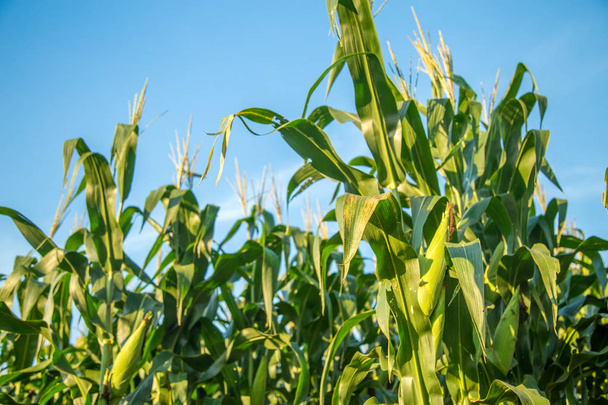 Farm pola plantacji kukurydzy  - Zdjęcie, obraz