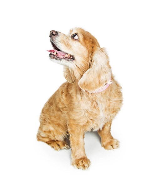 Senior Cocker Spaniel Dog - Zdjęcie, obraz