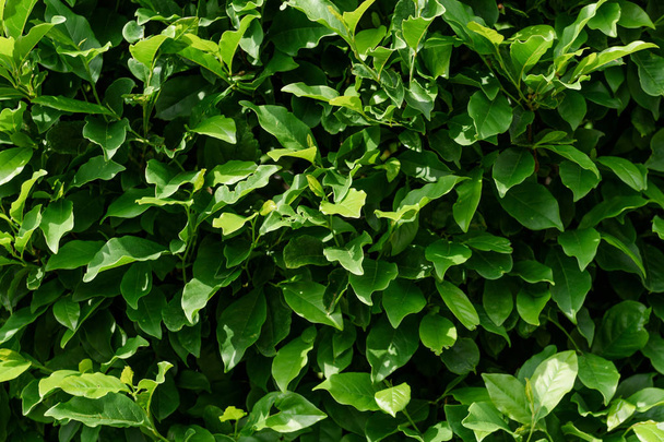Green bush background - Foto, imagen