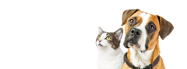 Boxer dog and cat together - 写真・画像