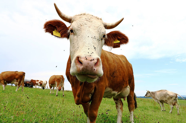 Allgu bruine vee met hoorns op een weiland in Beieren - Foto, afbeelding