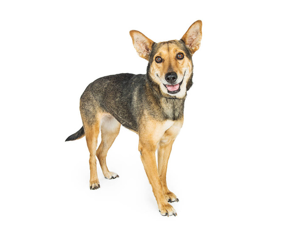 Shepherd Crossbreed Dog - Foto, Imagen