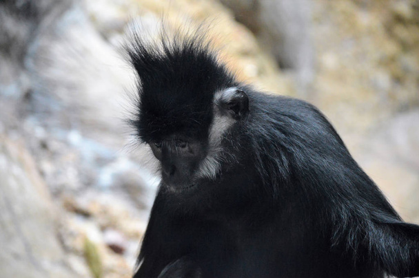 Francois Langur maymun - Fotoğraf, Görsel