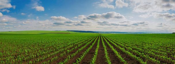 linii kukurydzy młodych pędów na duże pole - Zdjęcie, obraz