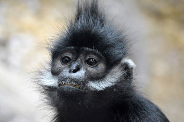 Francois Langur Monkey - Photo, Image