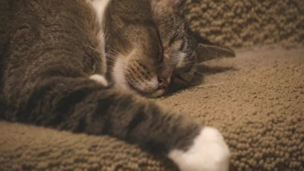 Dojrzałe kot śpi na schodach - Materiał filmowy, wideo