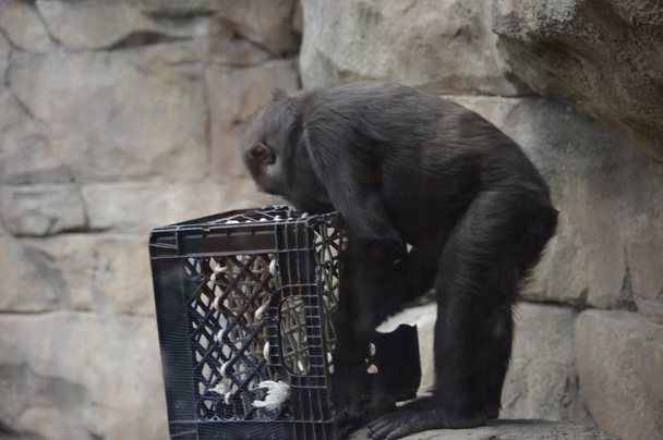 Un gorila bebé
 - Foto, Imagen