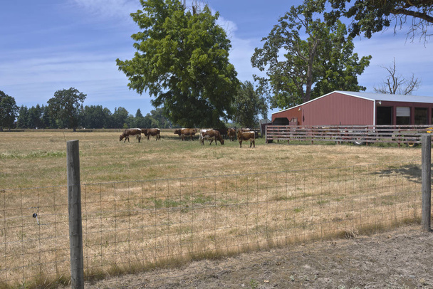 Catlles en una granja de campo Oregon
. - Foto, imagen
