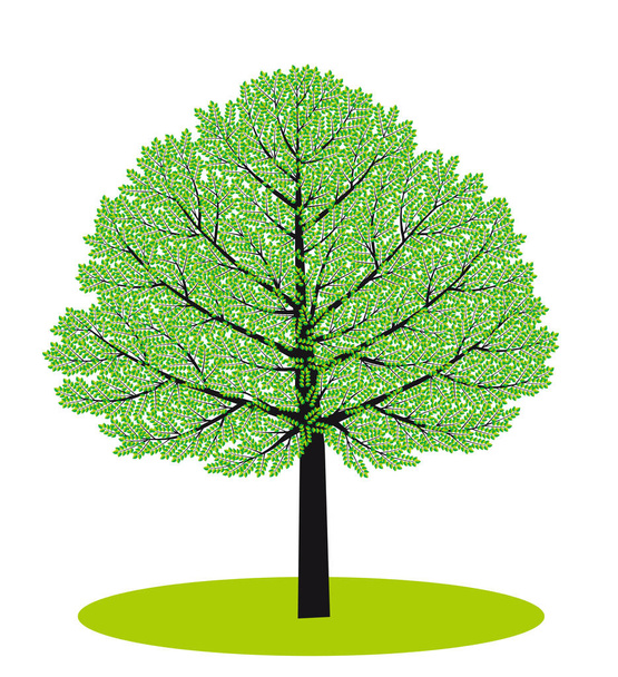Summer trees Season Nature - Vector, Image