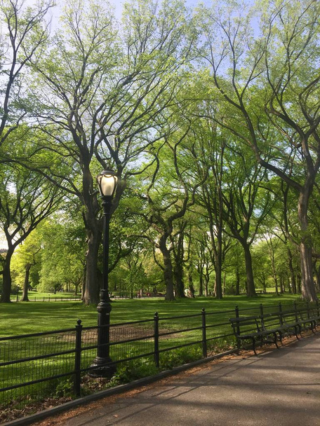 Светлый столб и деревья на травяном поле за садовым забором в Центральном парке поздней весной
 - Фото, изображение