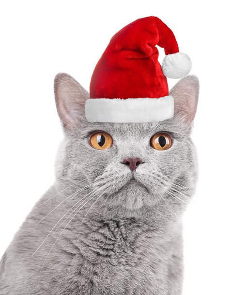 cat in Santa hat - Foto, afbeelding