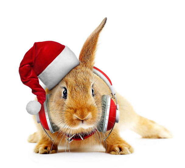 Cute bunny in Santa hat  - Foto, Imagem