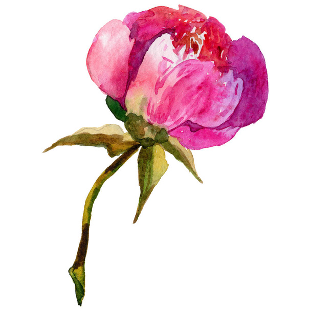 Wildflower peony flower in a watercolor style isolated. - Fotoğraf, Görsel