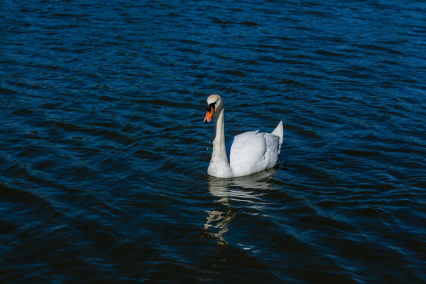 Plave nádherná labuť na jezeře - Fotografie, Obrázek