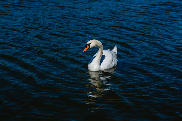 Gyönyörű hattyú úszik a tó - Fotó, kép