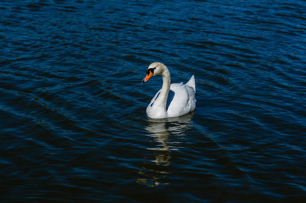 Beautiful swan floats on the lake - 写真・画像