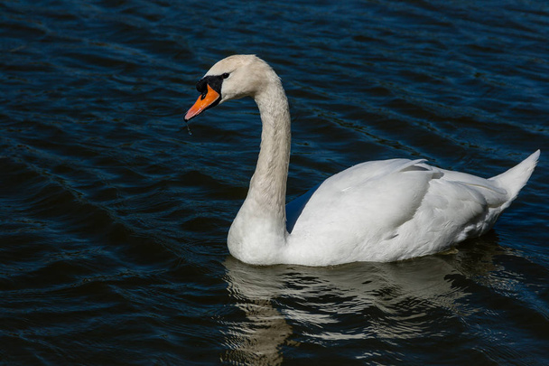 Beautiful swan floats on the lake - Fotoğraf, Görsel