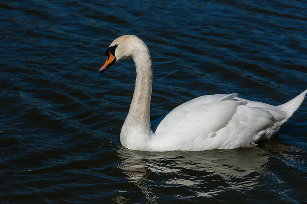 Bonito cisne flutua no lago
 - Foto, Imagem
