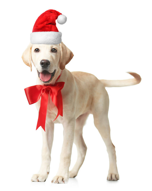 puppy in Santa hat - Photo, Image