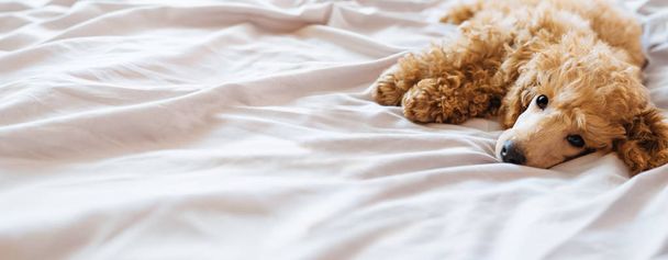 Poodle dog is lying and sleeping in bed, having a siesta. - Fotoğraf, Görsel