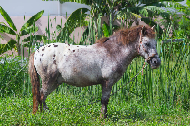 pieni aasialainen hevonen lyhyt jalka seistä ulkona vihreä ruoho kenttä
. - Valokuva, kuva