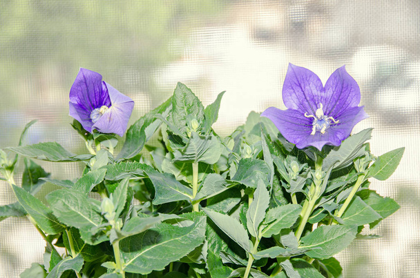 Platycodon grandiflorus astra blue, balloon flower with buds and - Photo, Image