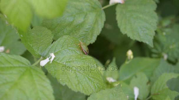 緑の葉のマクロ 4 k に座っている昆虫カメムシ科甲虫の盾バグ - 映像、動画