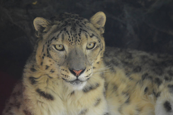 Un leopardo delle nevi
 - Foto, immagini