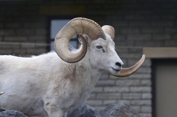 A Dall Sheep - Photo, Image