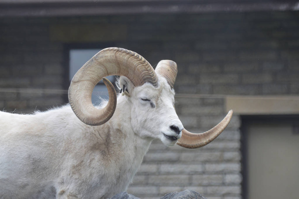 Una oveja Dall
 - Foto, imagen