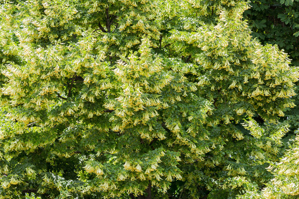 A flowering Linden tree. Summer July day - Foto, Bild