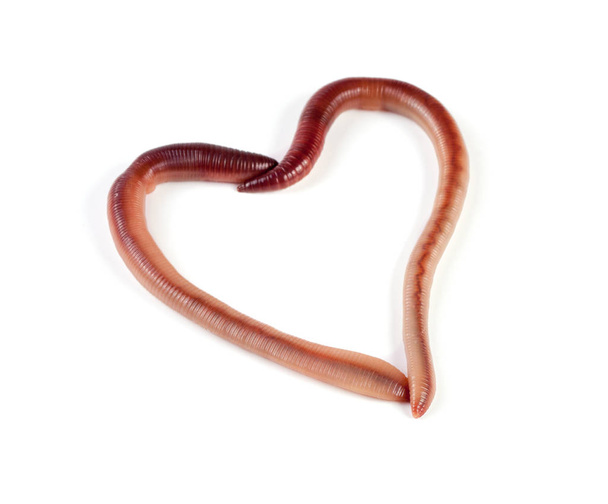 Two earthworms in the shape of heart isolated on white background - Photo, Image