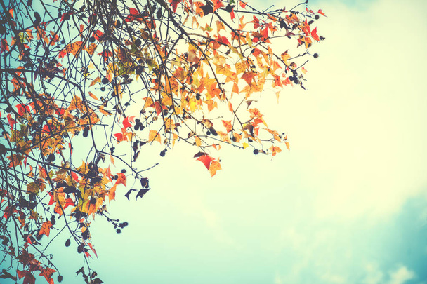 Őszi levelek háttér őszi szezon - Fotó, kép