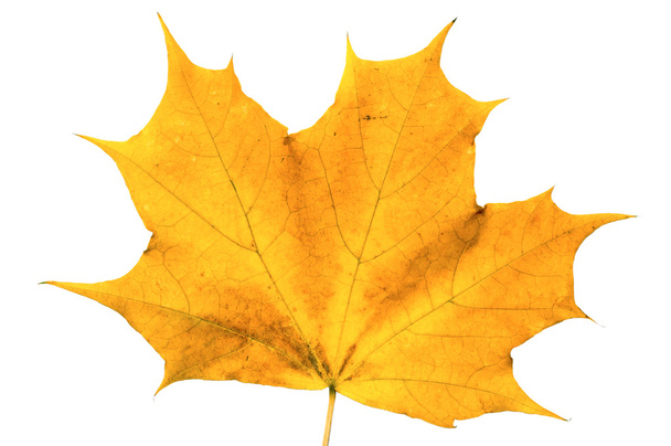 herfst esdoornblad geïsoleerd op witte achterzijde - Foto, afbeelding