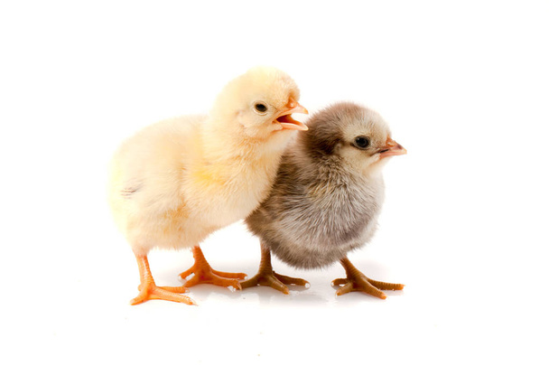 twee kleine kip geïsoleerd op witte achtergrond - Foto, afbeelding
