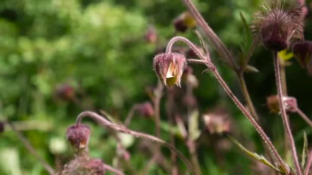 Water avens, Purple avens Geum rivale grows in bogs and damp meadows. Footage shooting static camera close up - Footage, Video