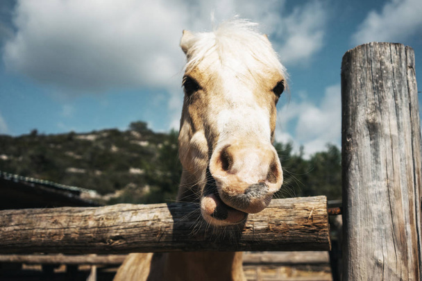 cheval sur ranch
 - Photo, image