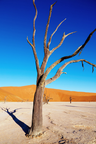 mrtvý strom, Namibská poušť, Namibie - Fotografie, Obrázek