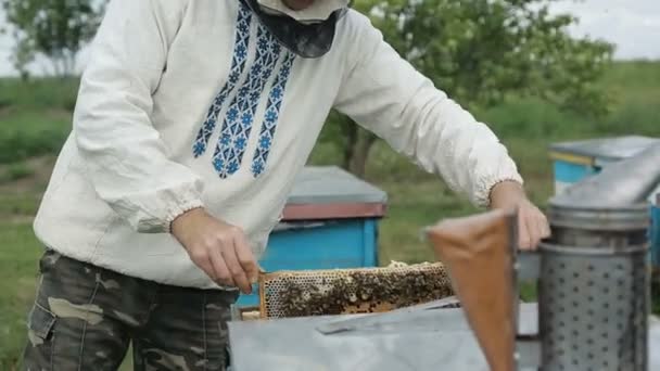 Human Examine A Hive Of Bees - Záběry, video