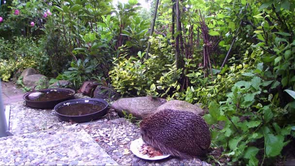 Hérisson à la recherche de nourriture pour chat dans un jardin
 - Séquence, vidéo