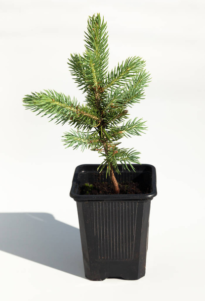 Small fir tree in a pot. - Photo, Image