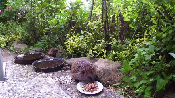Hérisson à la recherche de nourriture pour chat dans un jardin
 - Séquence, vidéo