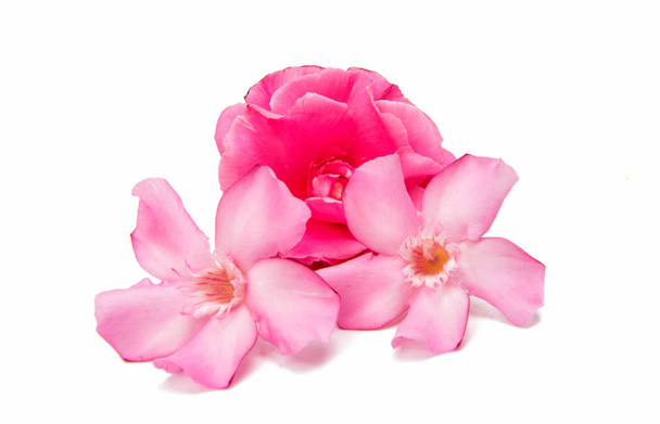 rosa Oleander isoliert  - Foto, Bild