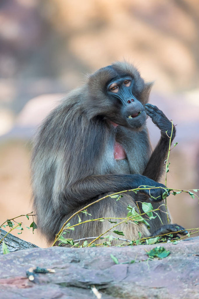 Portrait of sad African baboon in the open resort - Photo, Image