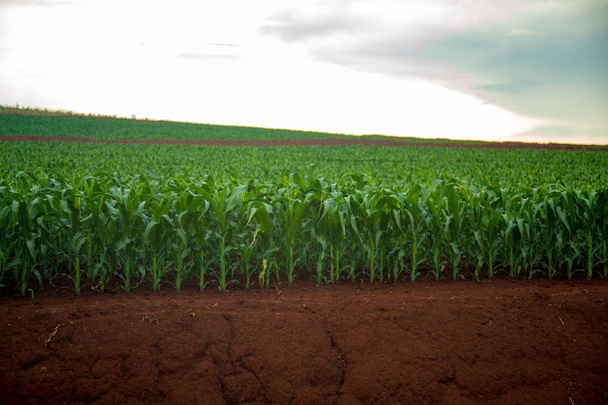 Granja de cultivo de maíz
 - Foto, Imagen