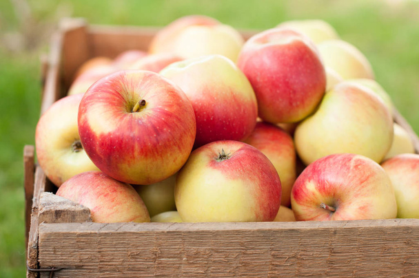 Apple harvest in a wooden crate - Photo, Image