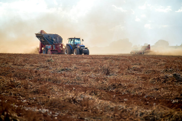 Peanut tractor plantation field  - Foto, Imagem