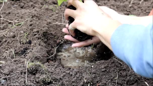 Kürbis-Cucurbita-Sämlinge aus dem Topf in den offenen Boden pflanzen - Filmmaterial, Video